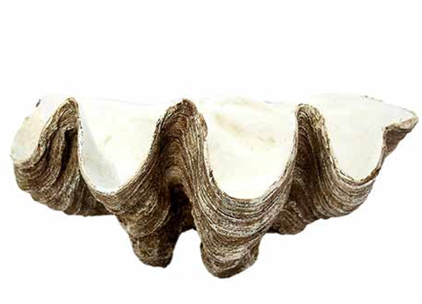 A natural clam shell decorative piece with a textured, ridged exterior in brown and beige tones and a smooth, off-white interior, shown on a plain white background.