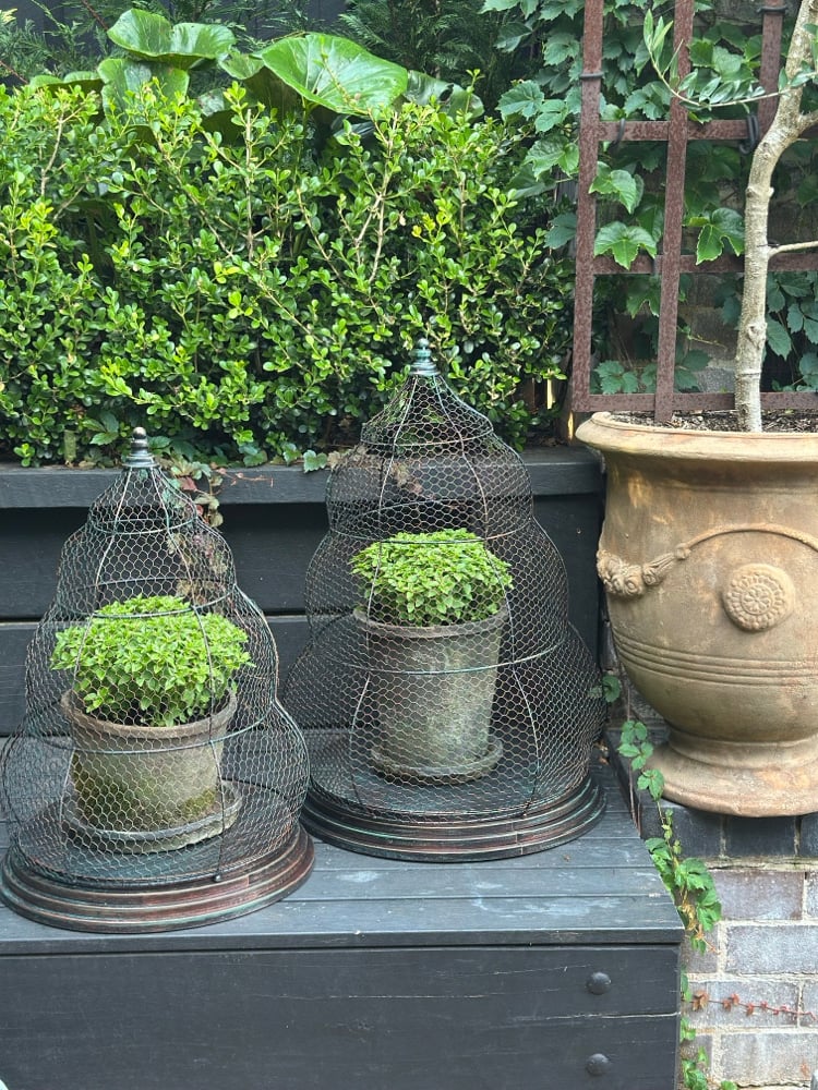 Beehive Garden Cloche Set
