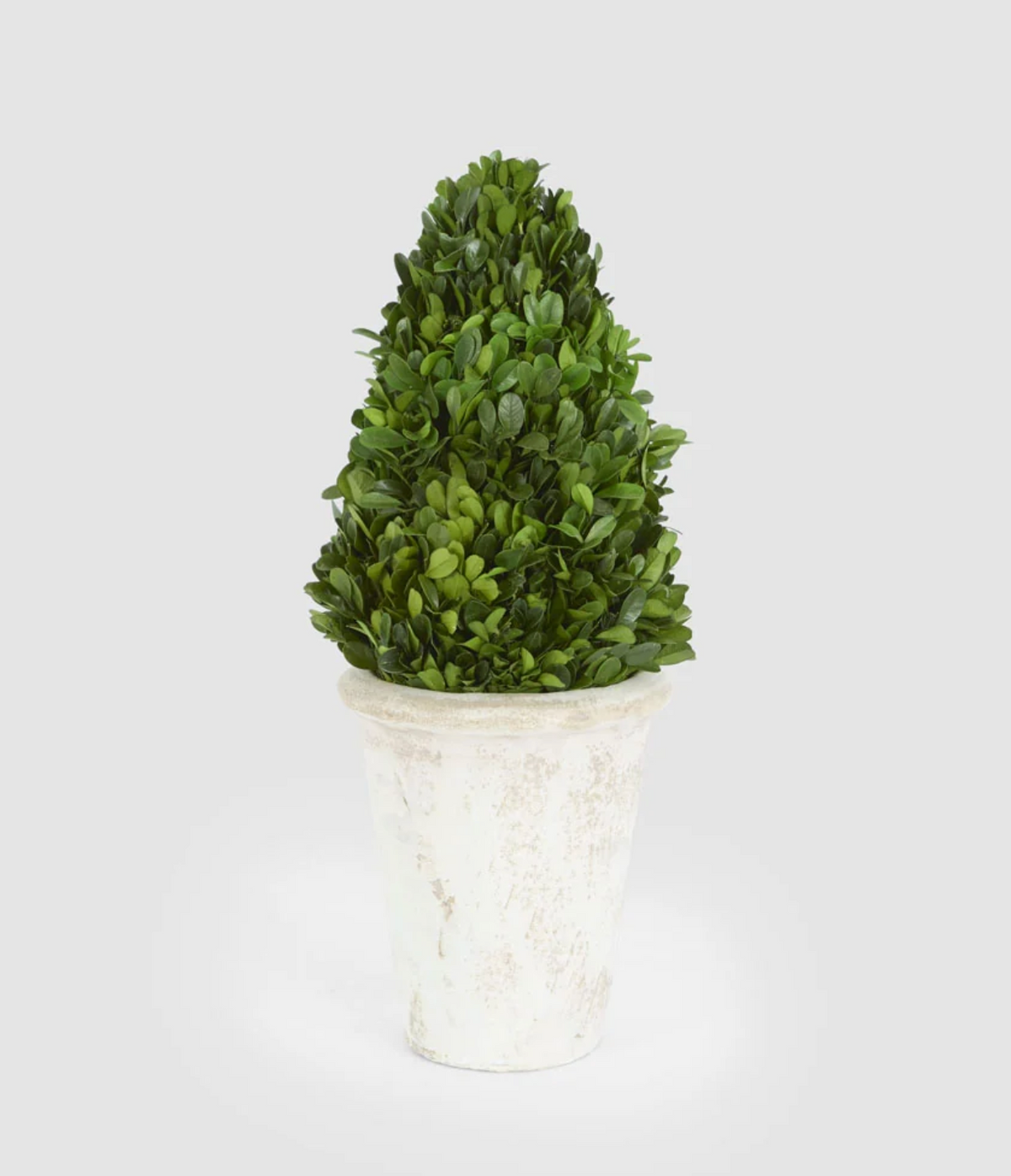 Front view of 33cm preserved boxwood cone topiary and pale pot