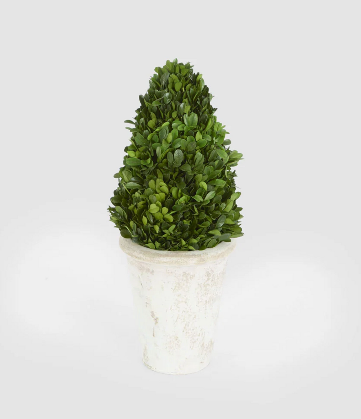 33cm preserved boxwood cone topiary with green foliage in a pale terracotta pot