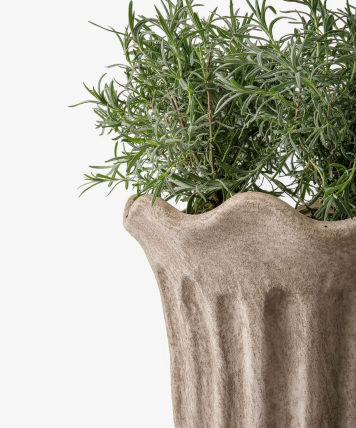 Sand fluted terracotta planter with a rosemary plant