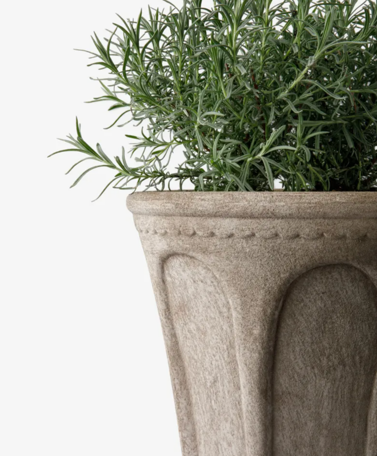 Medium Sand Terra Arc Planter with a rosemary plant against a white background.