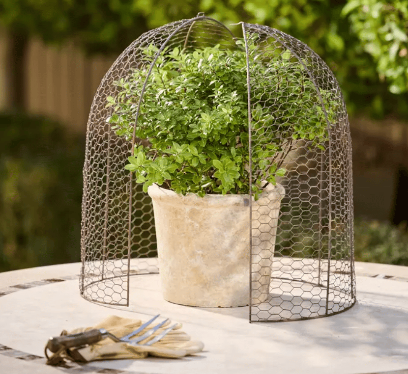 Large Garden Cloche Dome