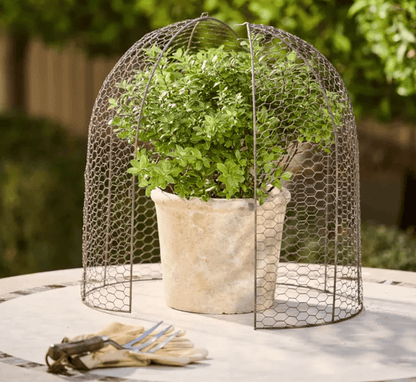 Large Garden Cloche Dome