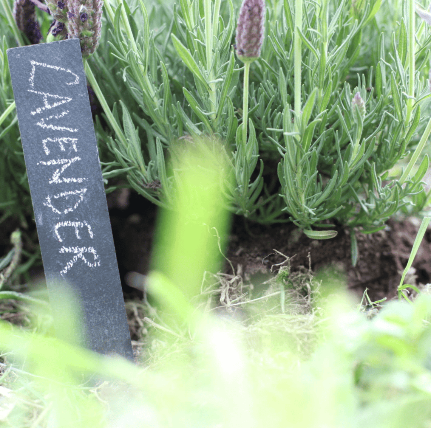 Potager Slate Plant Labels - Set of 6