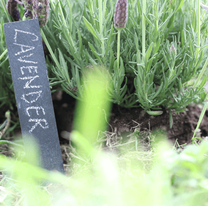 Potager Slate Plant Labels - Set of 6