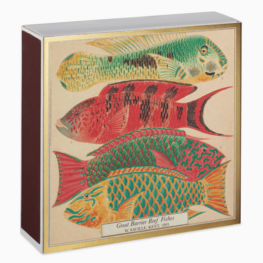Great barrier reef fish square matchbox - HAROLDS