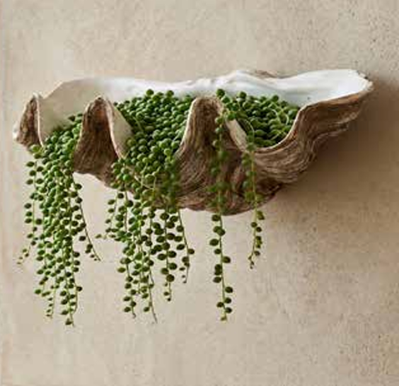 A decorative wall-mounted planter shaped like an open clam shell, holding trailing green pearl plant stems against a textured beige wall.