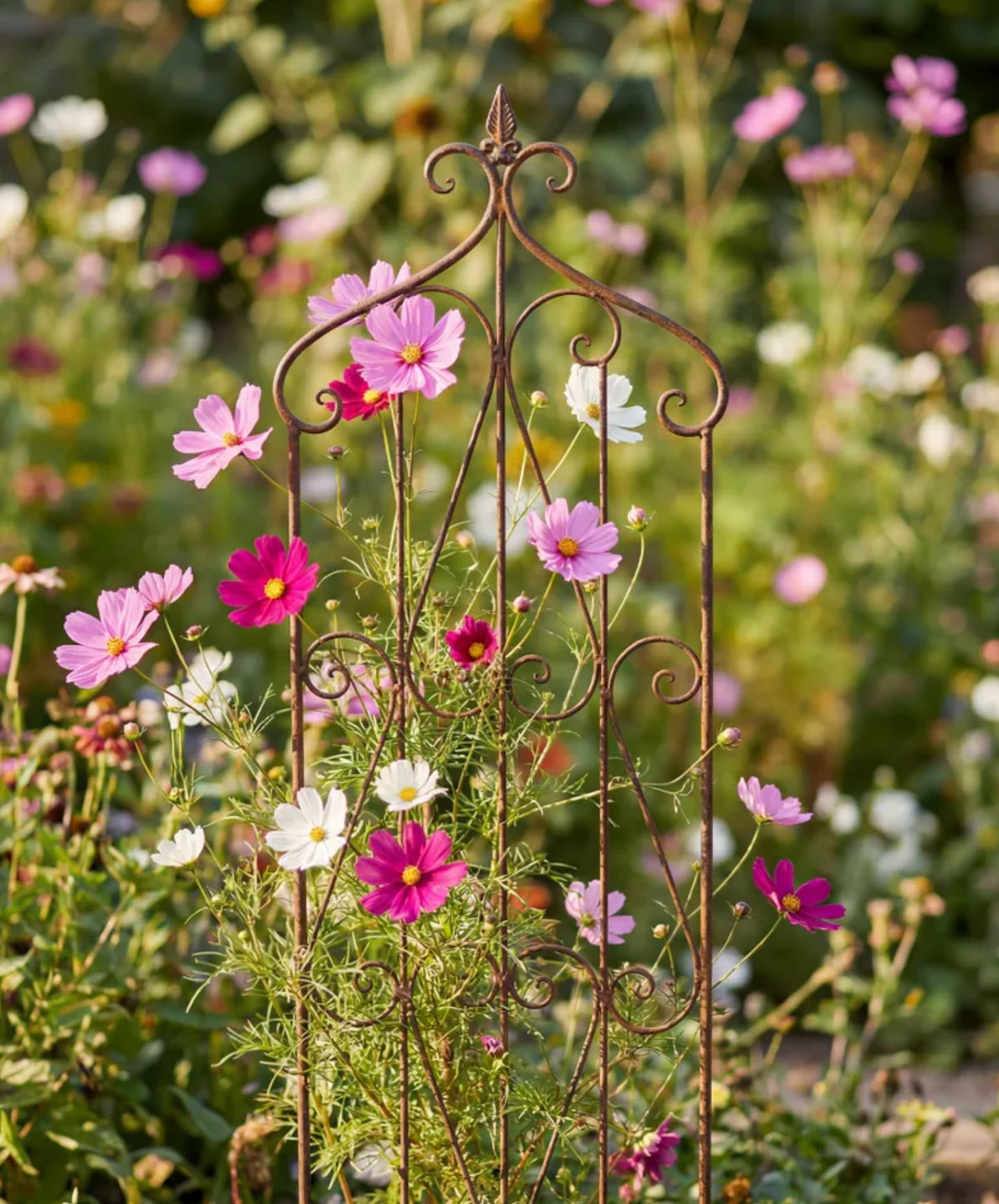 A rusted metal garden trellis with ornate scrollwork stands in a lush garden bed filled with pink, white, and magenta cosmos flowers.