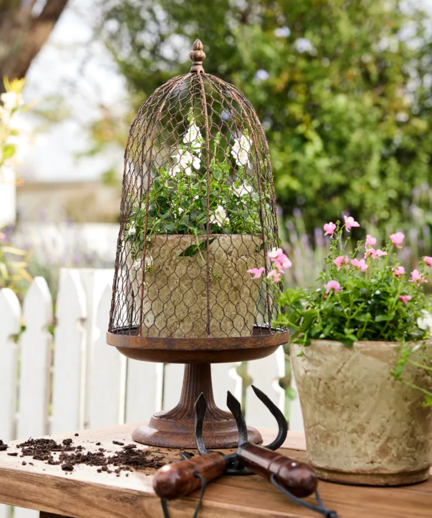 A potted plant in a rustic beige pot displayed under a brown wire birdcage cloche on a wooden table, with gardening tools and another potted plant in a blurred garden setting.