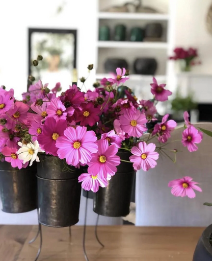 A close-up of several small dark metal pots holding bright pink and magenta cosmos flowers with yellow centers, arranged on a table in a softly blurred indoor setting.