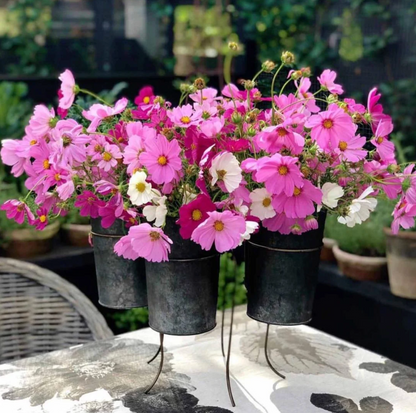 Three potted pink and white cosmos flowers in small black metal pots on a stand, arranged on a table in an outdoor garden setting.