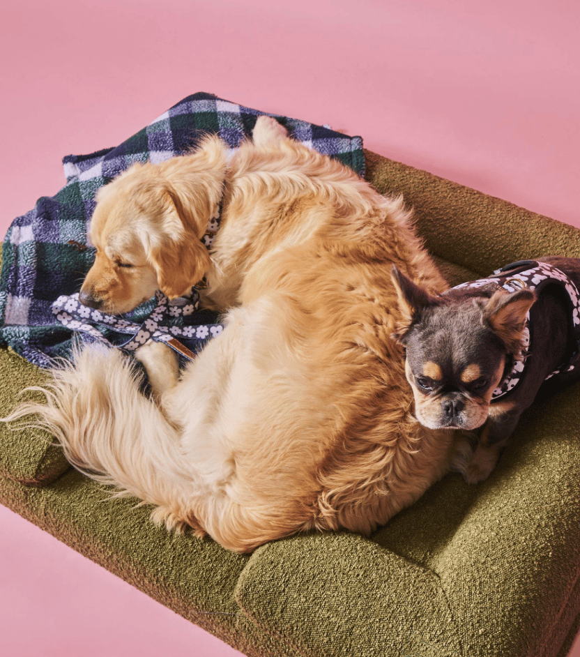 Olive Boucle Dog Bed