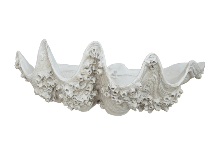 Barnacle Clam Shell Sculpture