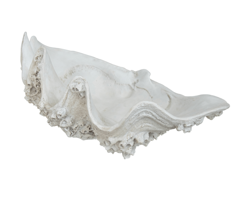 Barnacle Clam Shell Sculpture