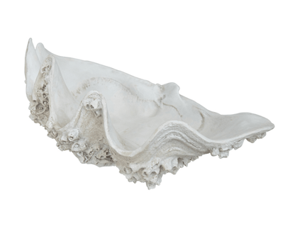 Barnacle Clam Shell Sculpture