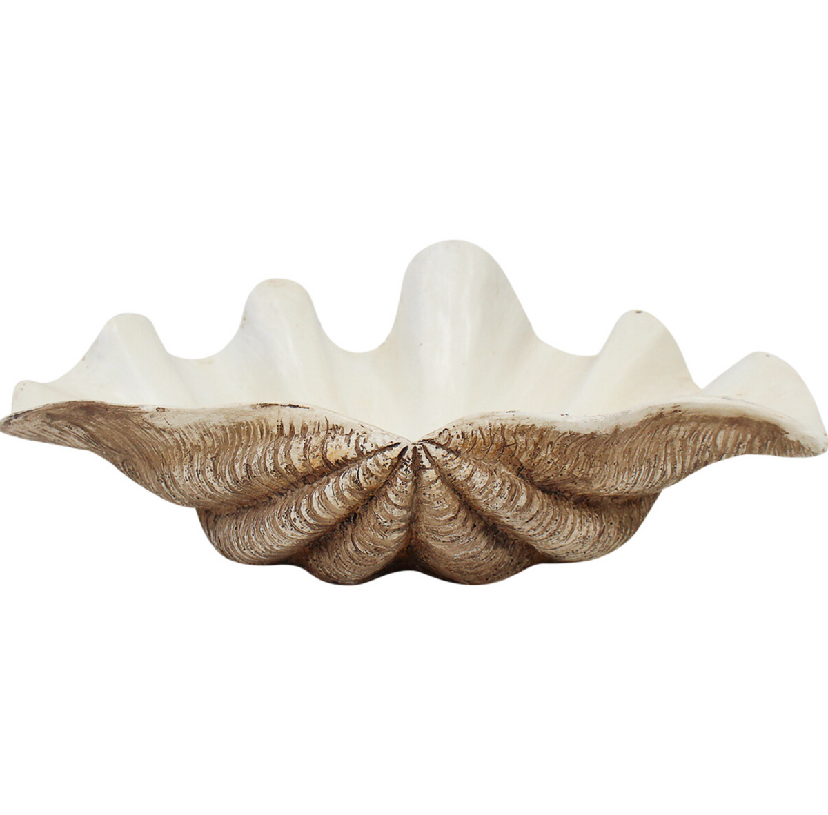 Small dark resin clam shell showing its white bowl-shaped interior, top view
