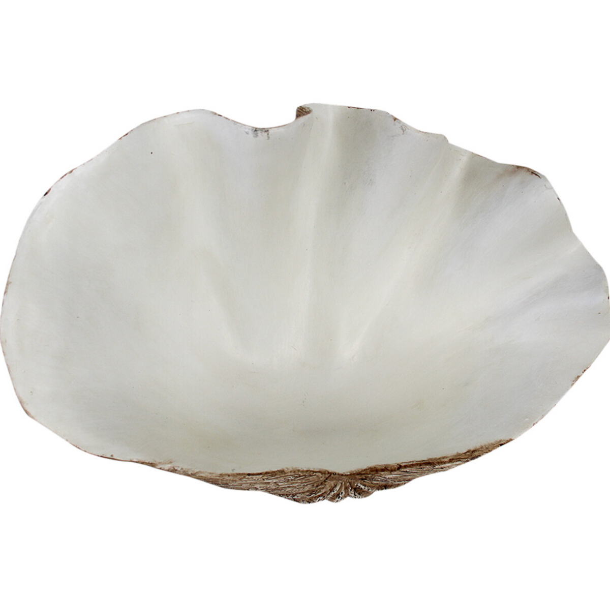 Small dark resin clam shell with sculpted ridges and a white interior, front view