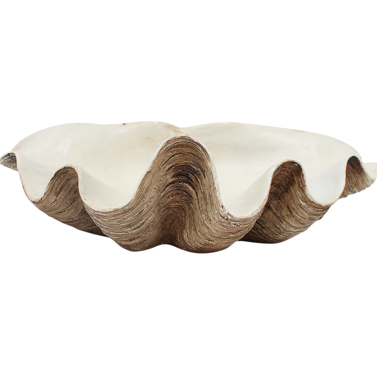Small dark resin clam shell with a white interior, angled view