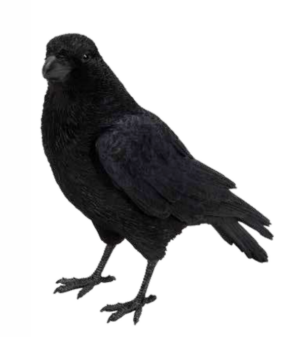 Black raven sculpture standing with folded wings and visible feet against a white background