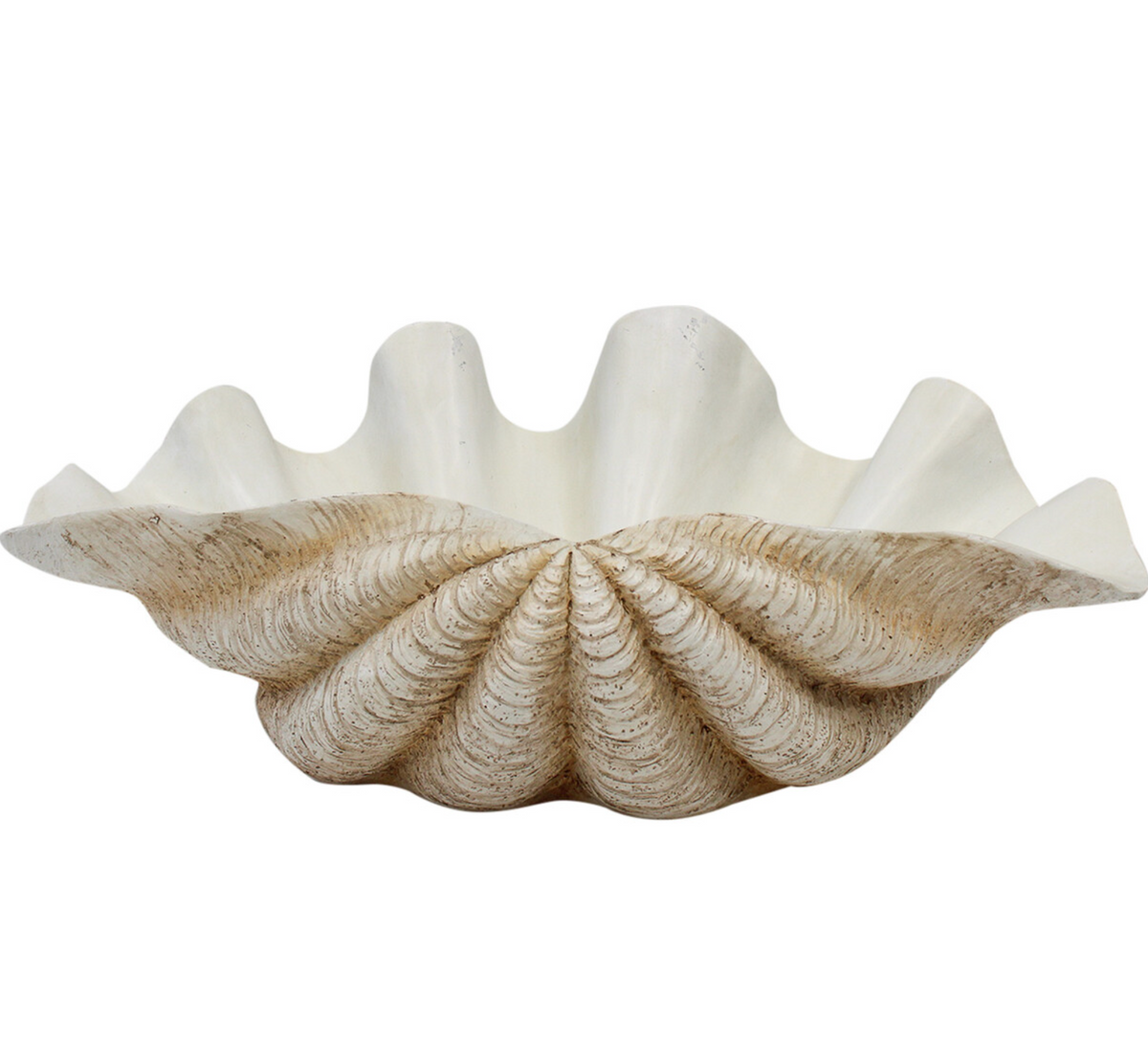 XL natural resin clam shell showing its open off-white interior and curved scalloped edges