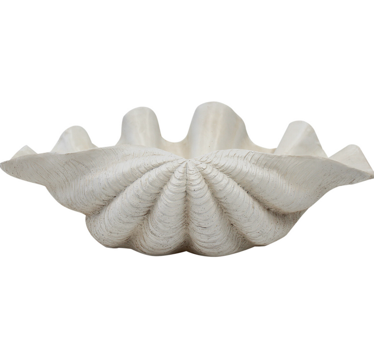 XL white resin clam shell with deeply ridged exterior and curved edge