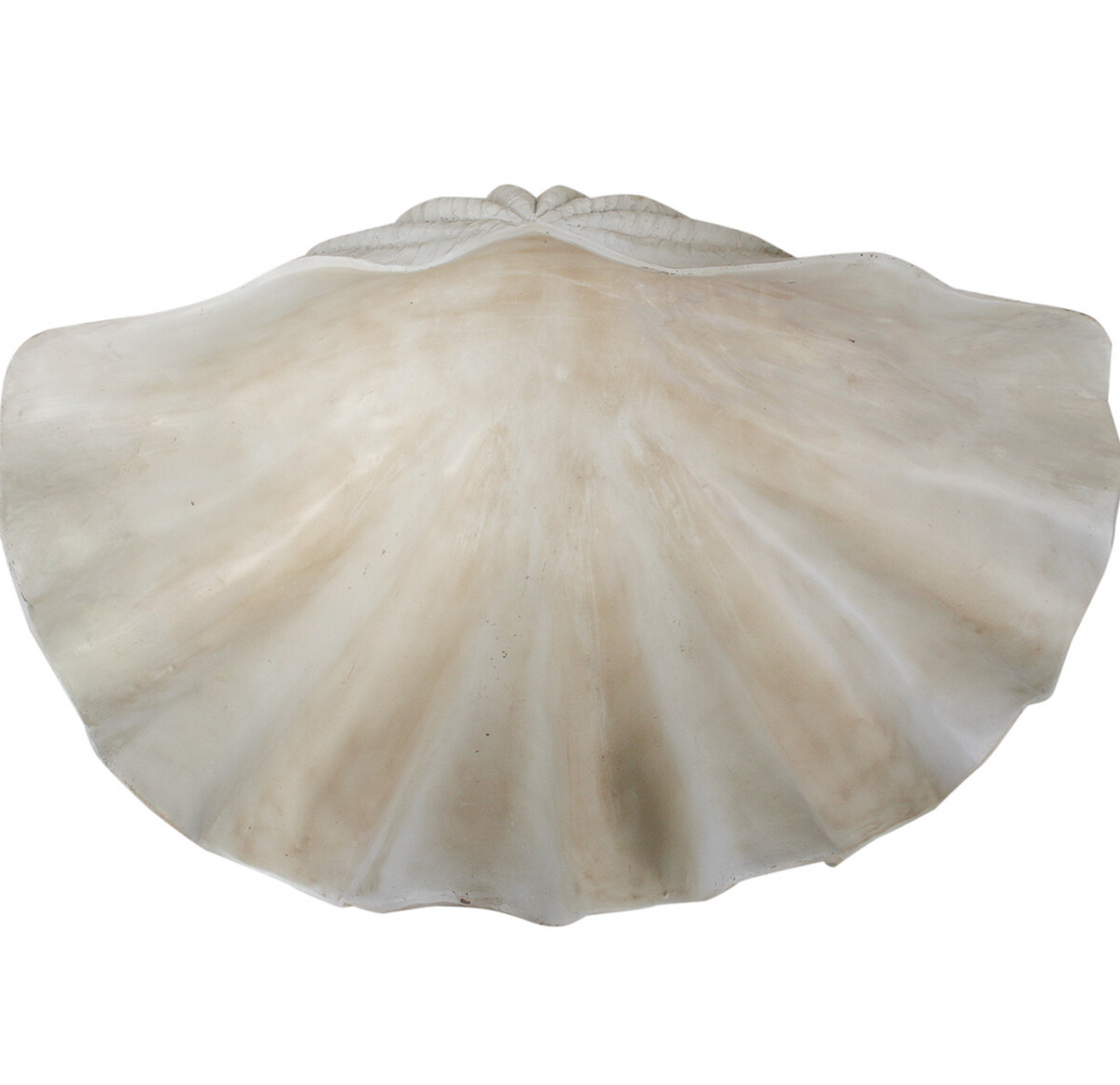 XL white resin clam shell showing open interior and scalloped front edge