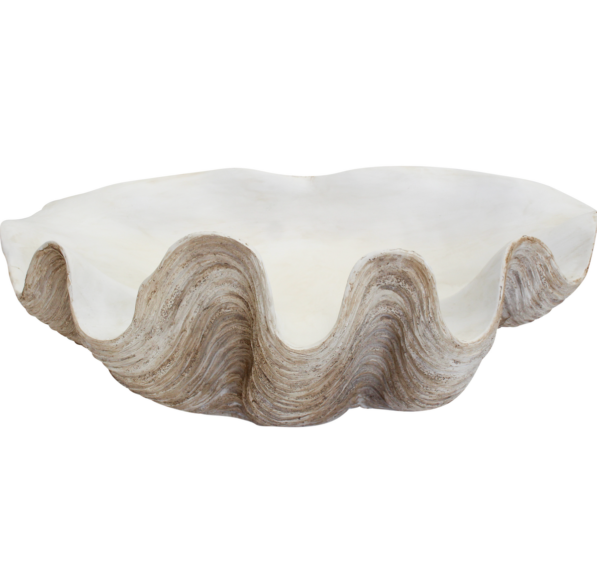 Giant natural resin clam shell with scalloped edge and pale open interior