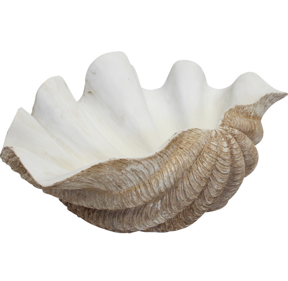 Giant natural resin clam shell showing deeply ridged exterior and pale interior