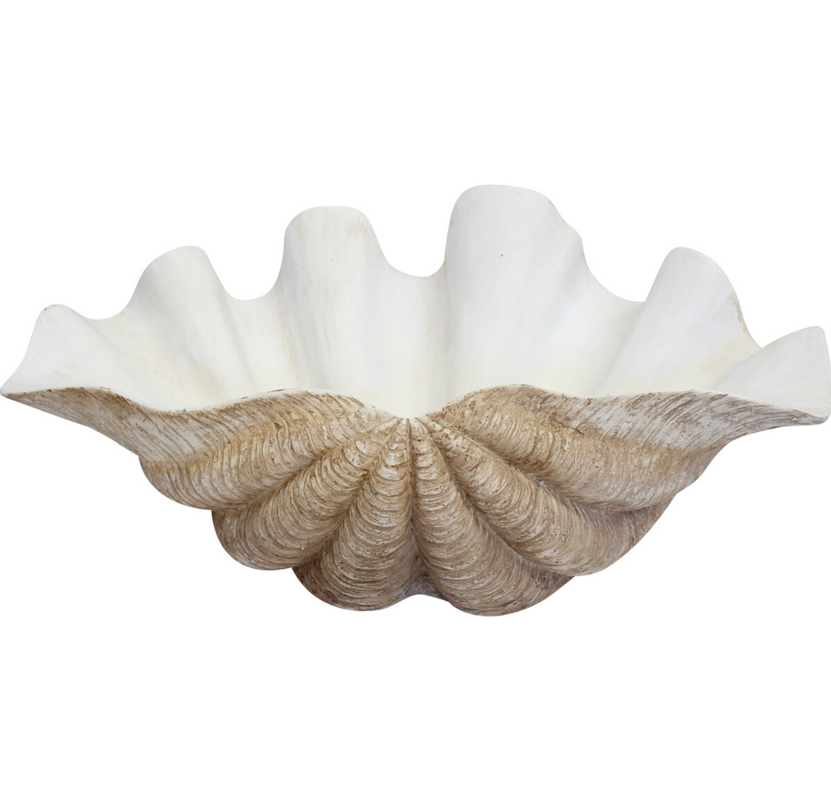 Angled view of giant natural resin clam shell with layered exterior ridges