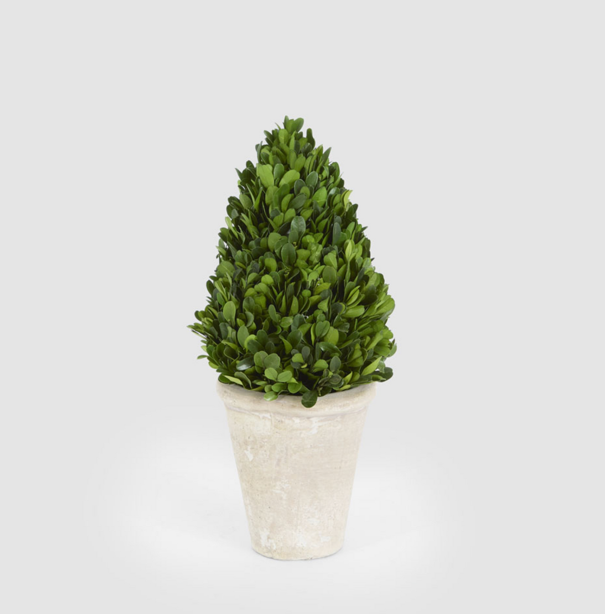 Cone-shaped green topiary with dense foliage in a cream pot