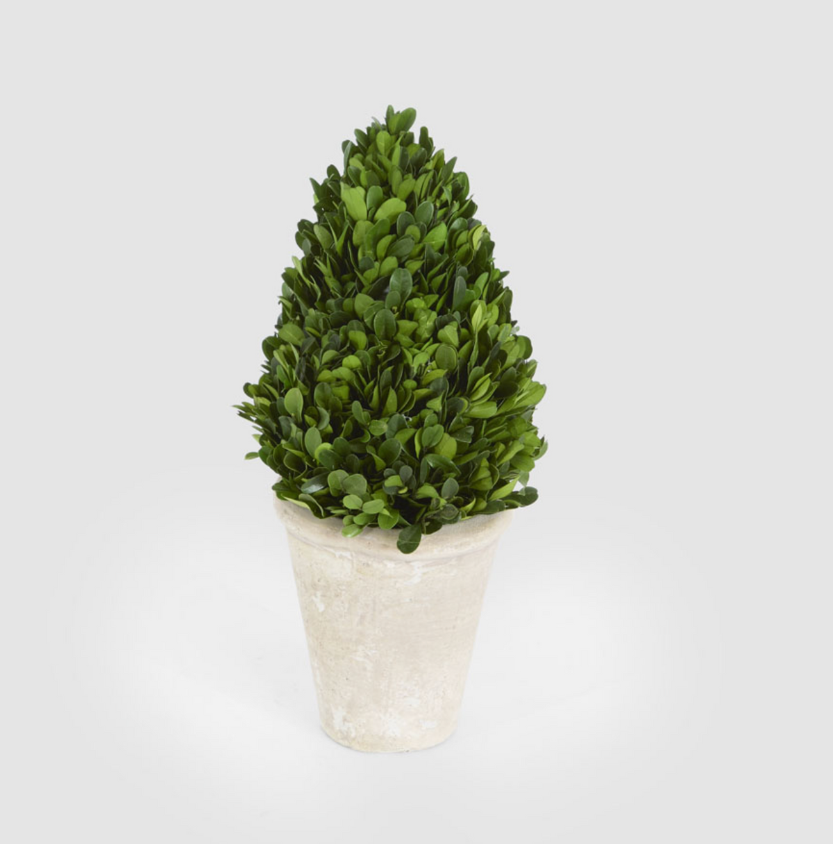 Two cone-shaped green topiaries in cream pots shown side by side