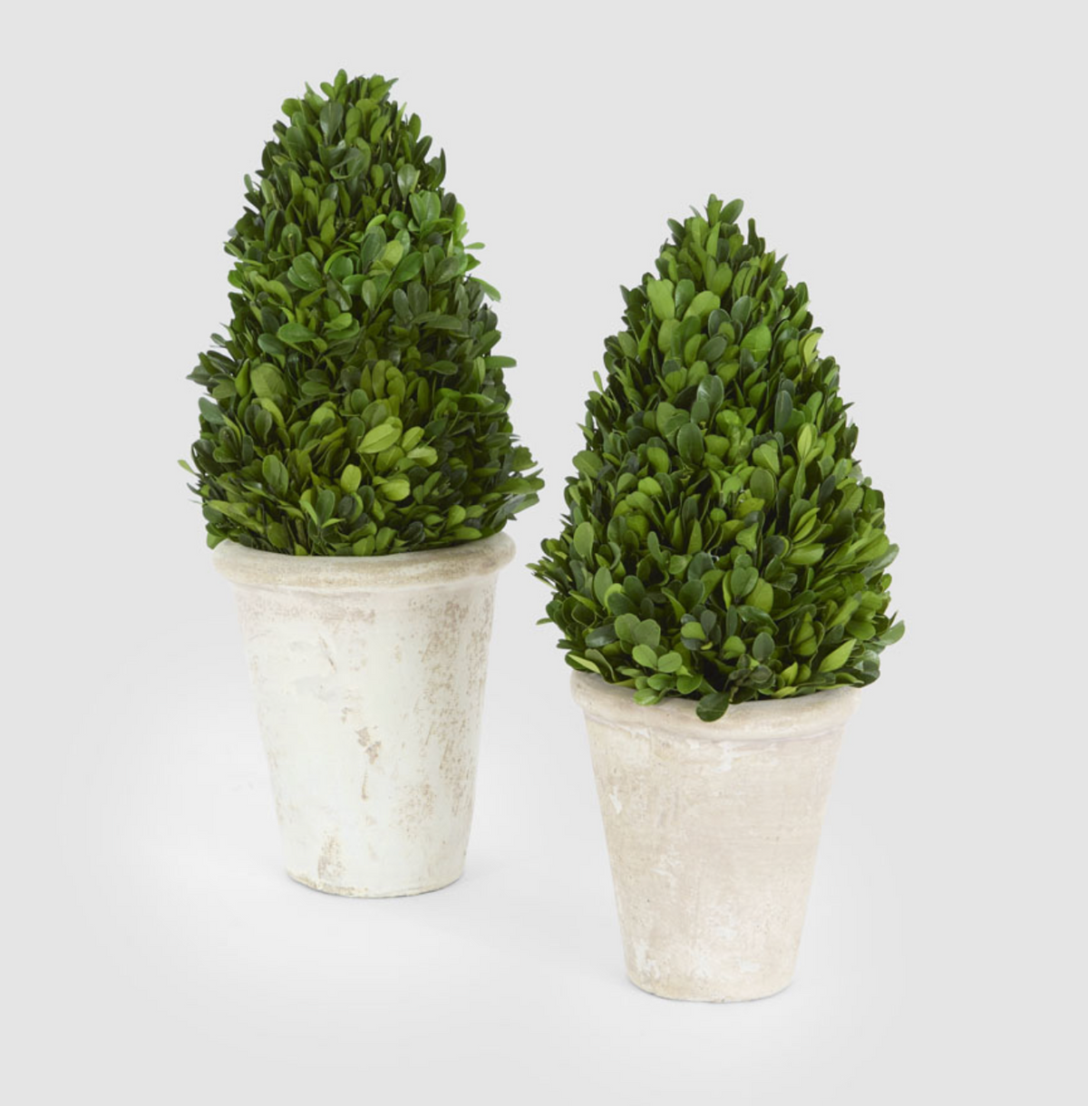 Cone-shaped green topiary in a cream pot
