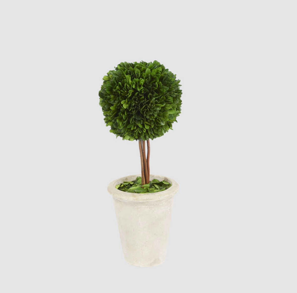 Rounded green foliage of a preserved boxwood ball topiary in a cream-coloured terracotta pot