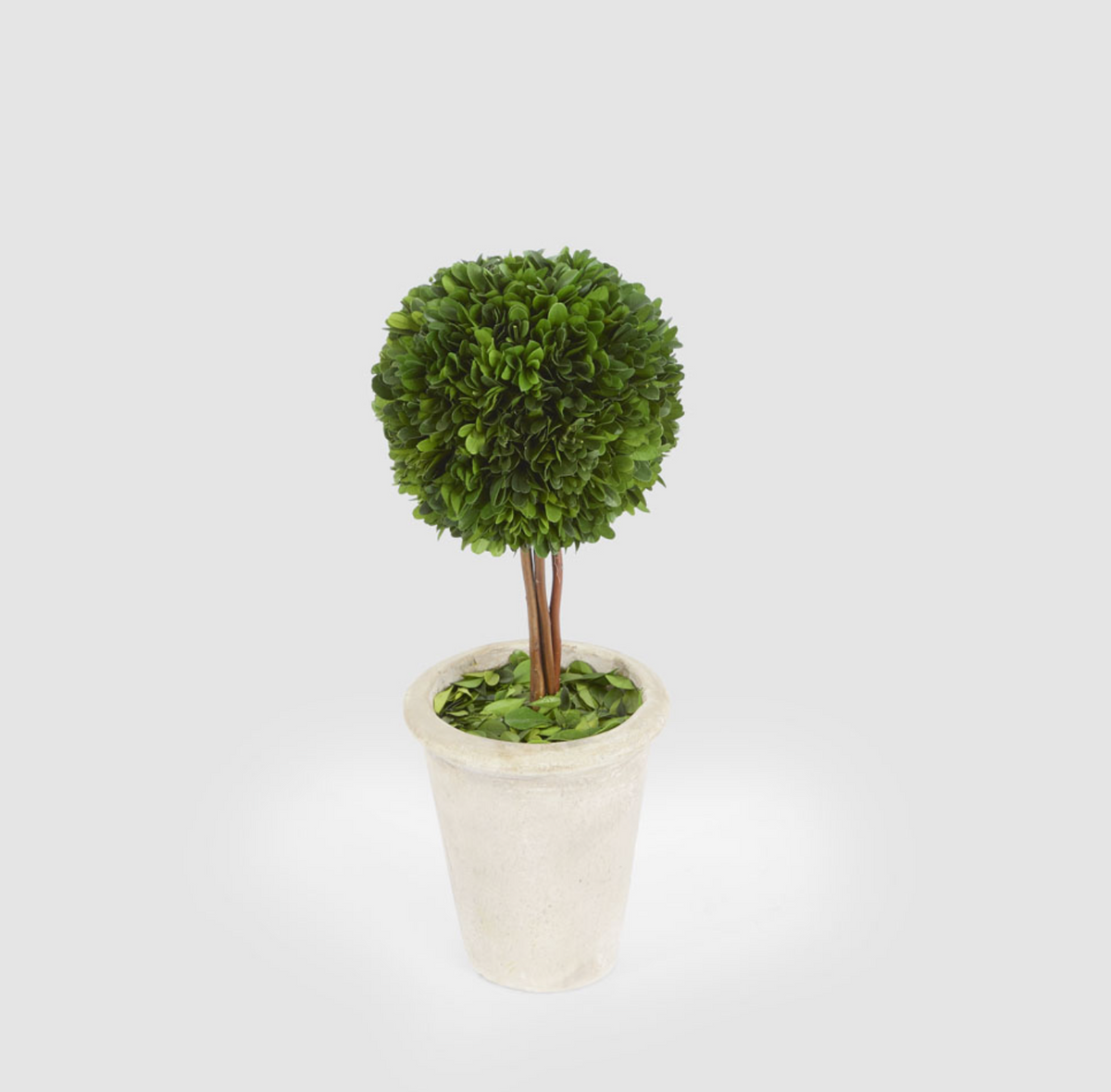 Preserved boxwood ball topiary with slender stems in a pale terracotta pot