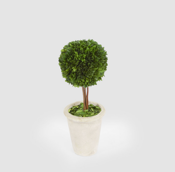 Preserved boxwood ball topiary with slender stems in a pale terracotta pot
