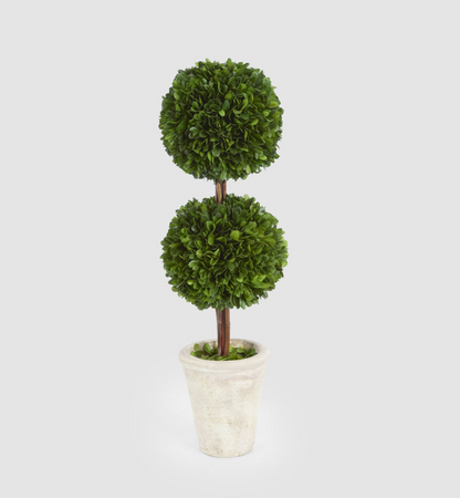 Preserved boxwood double ball topiary showing rounded foliage and slender stems