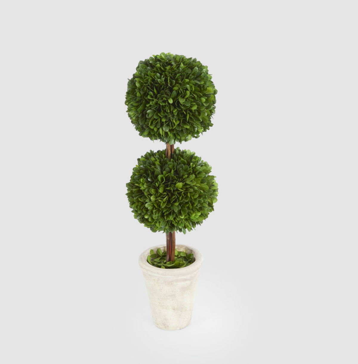 Single, double and triple ball boxwood topiaries displayed together in pale pots