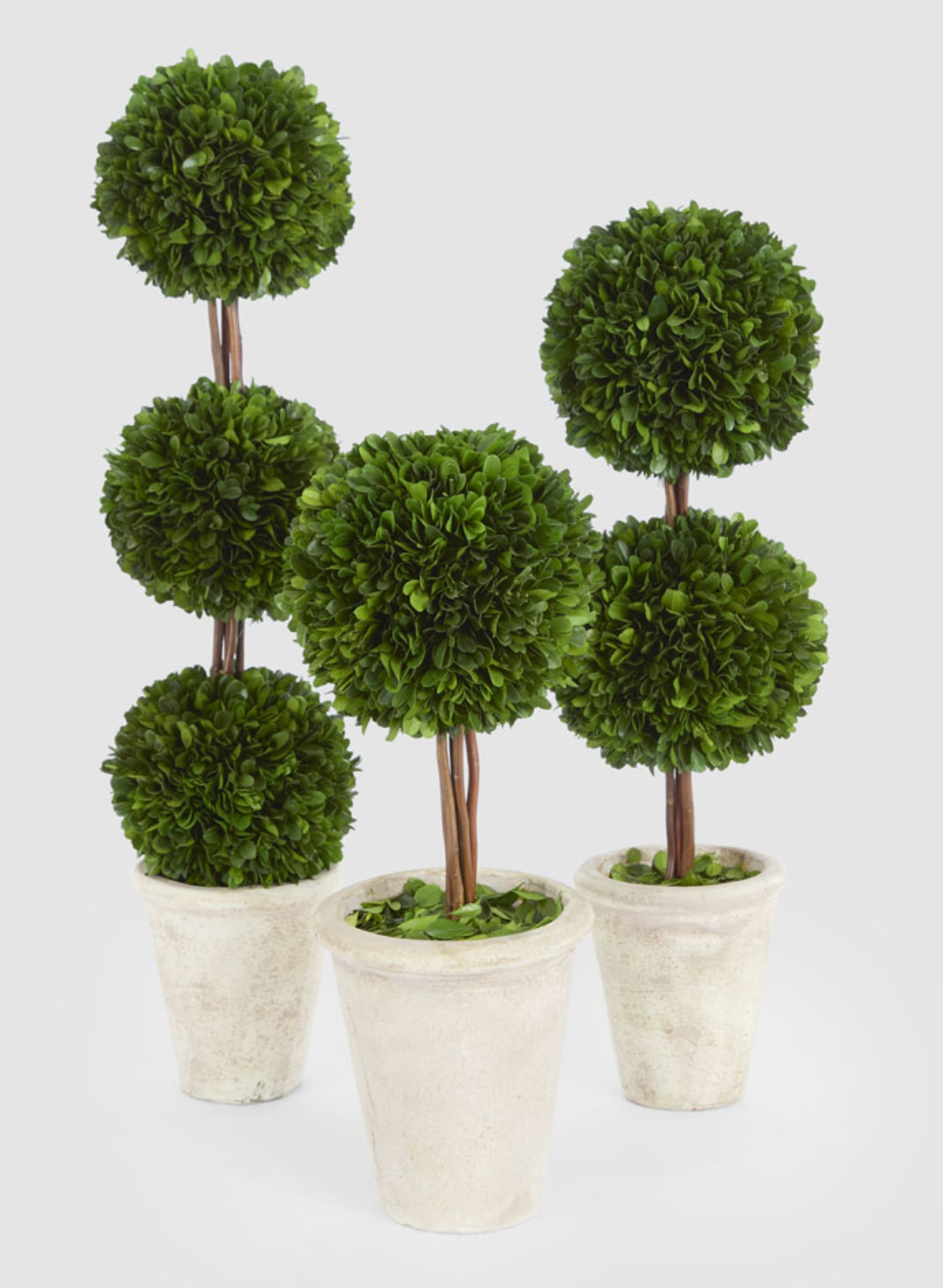 Single, double and triple ball boxwood topiaries displayed together in pale pots