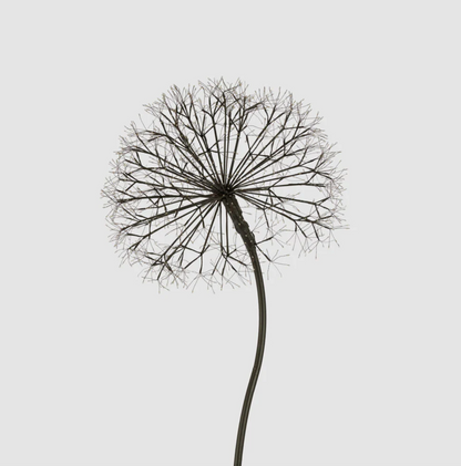 Full view of unlit dandelion floor light with black stem and circular base