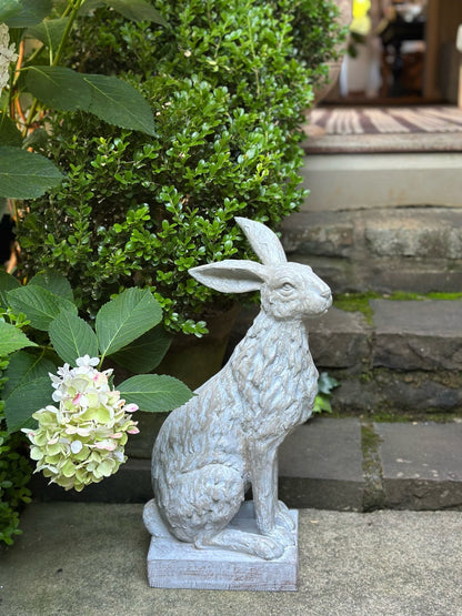 Handsome Hare