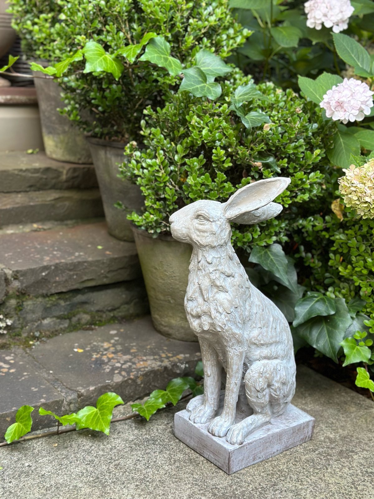 Handsome Hare