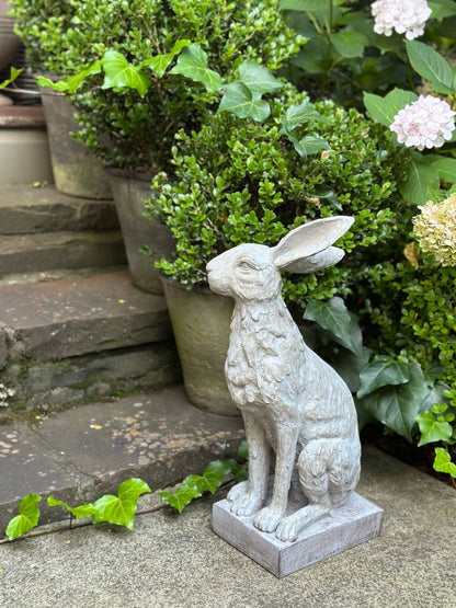 Handsome Hare