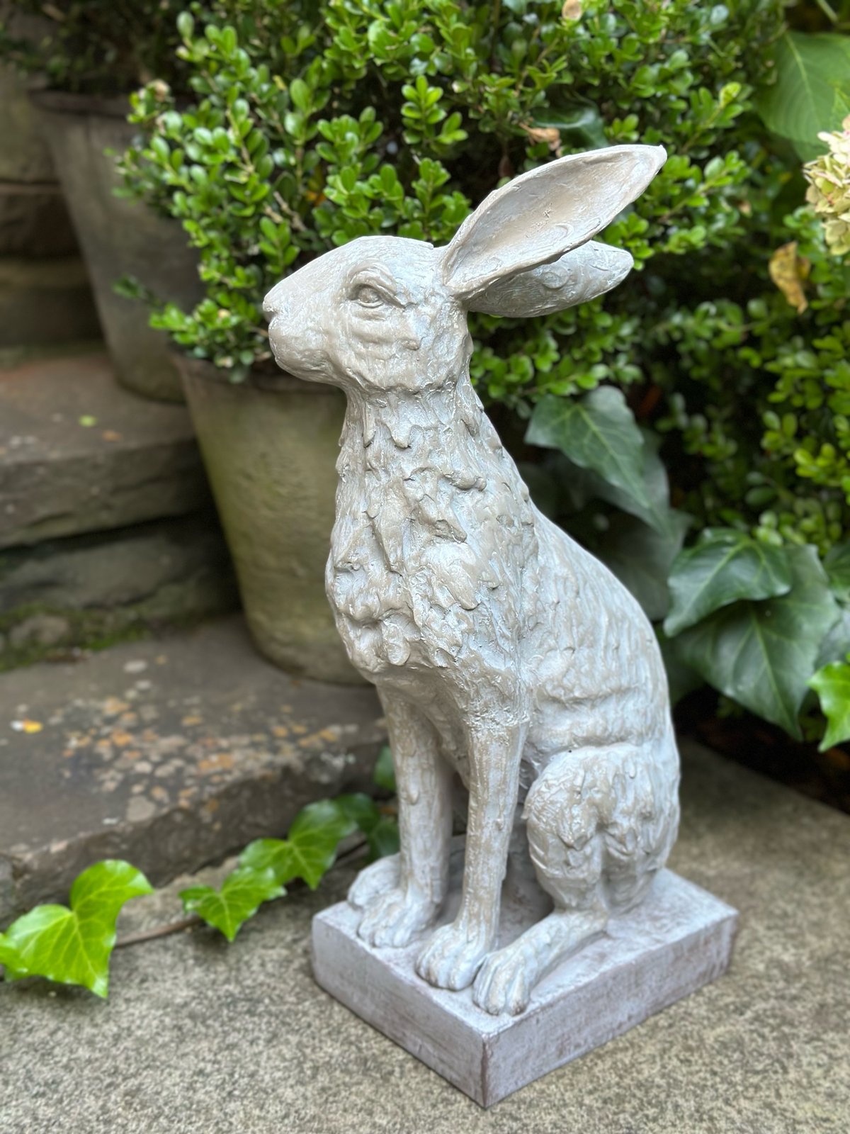 Handsome Hare