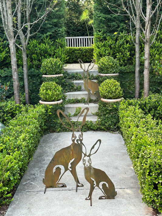 Harolds Hare