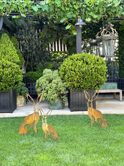 Harolds Hare