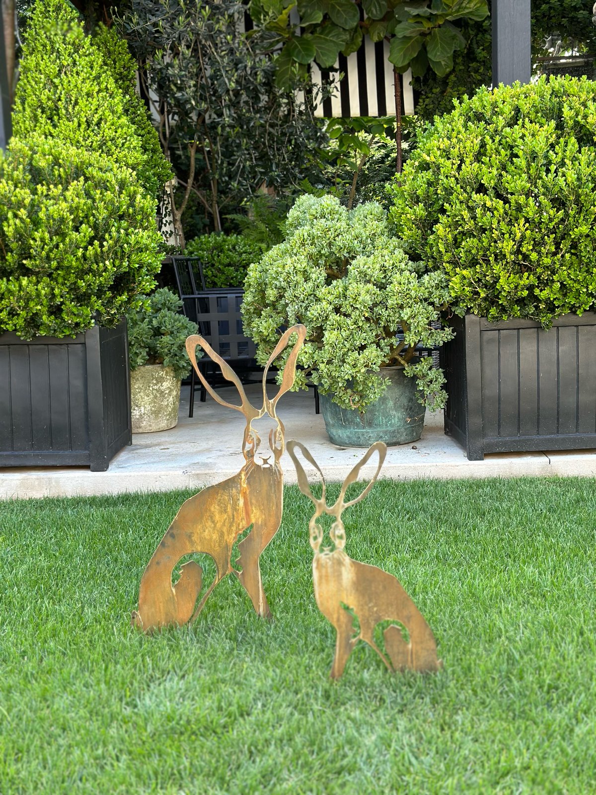 Harolds Hare