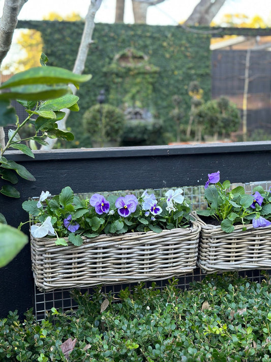 Harolds Signature Hanging Rattan Planter