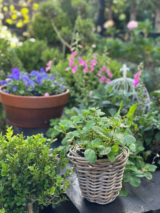 Herb Basket