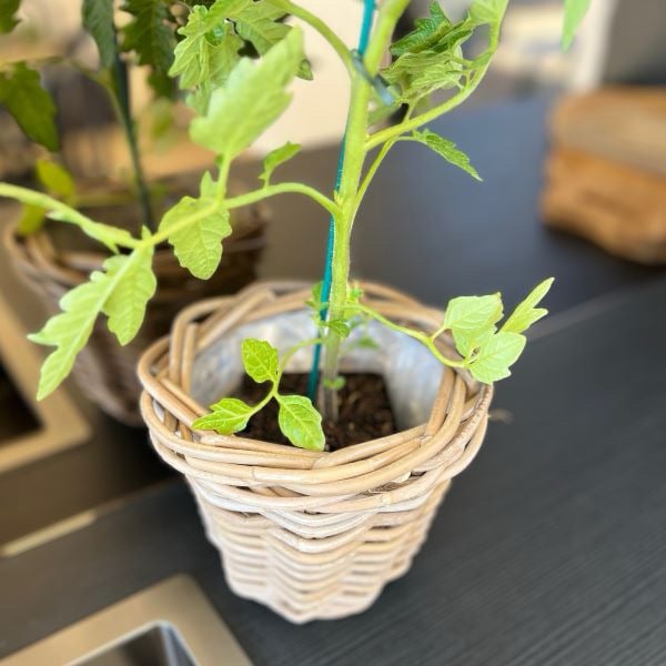 Herb Basket